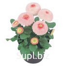 Маргари́тка (Bellis perennis ). Tasso. Strawberries &amp; Cream