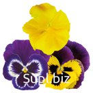 Виола (Viola wittrockiana ). Inspire® Plus . Mardi Gras Mix