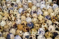 Яйца и мясо перепелиные