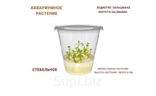 АКВАРИУМНОЕ РАСТЕНИЕ (СТЕБЕЛЬНОЕ) ХЕДИОТИС ЗАЛЬЦМАНА (HEDYOTIS SALZMANNII)
