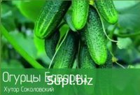 огурцы свежие