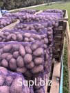 Картофель