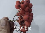 Рябина красная