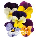 Виола (Viola cornuta ). Admire. Jump Up Mix