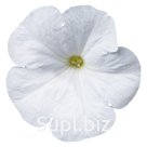 петуния (Petunia hybrida ). Celebrity . White