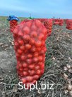 Лук репчатый