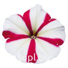 петуния (Petunia hybrida ). Celebrity . Rose Star