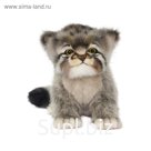 Мягкая игрушка «Котенок манула», 17 см