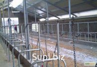 Стойловый разделитель 50 мм привязь