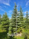 Ель голубая колючая «Глаука» до 4,5м