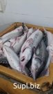 Свежая рыба прямо вашем магазине. Наш рыбокомбинат предлагает самый свежий и высококачественную рыбную  продукцию. Сотрудничаем с проверенными магазинами предо…